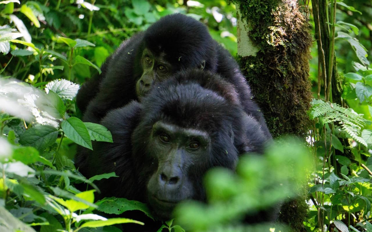 gorilla trekking on a safari tour