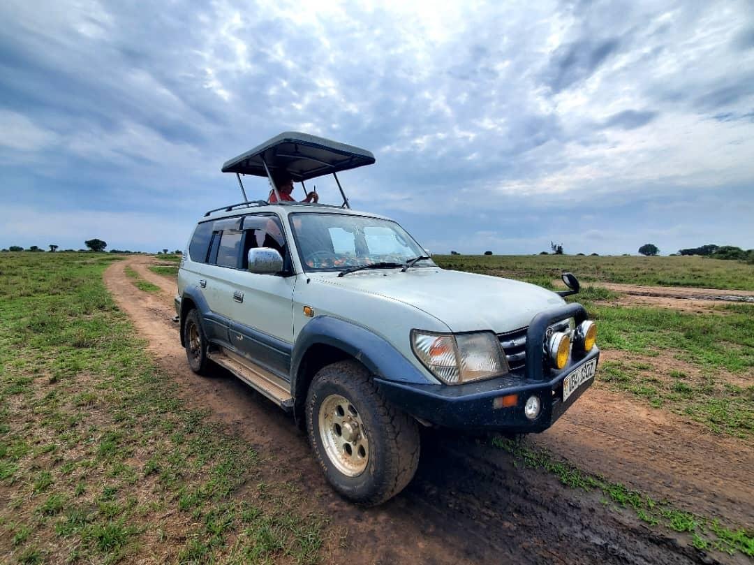 safari car rental 