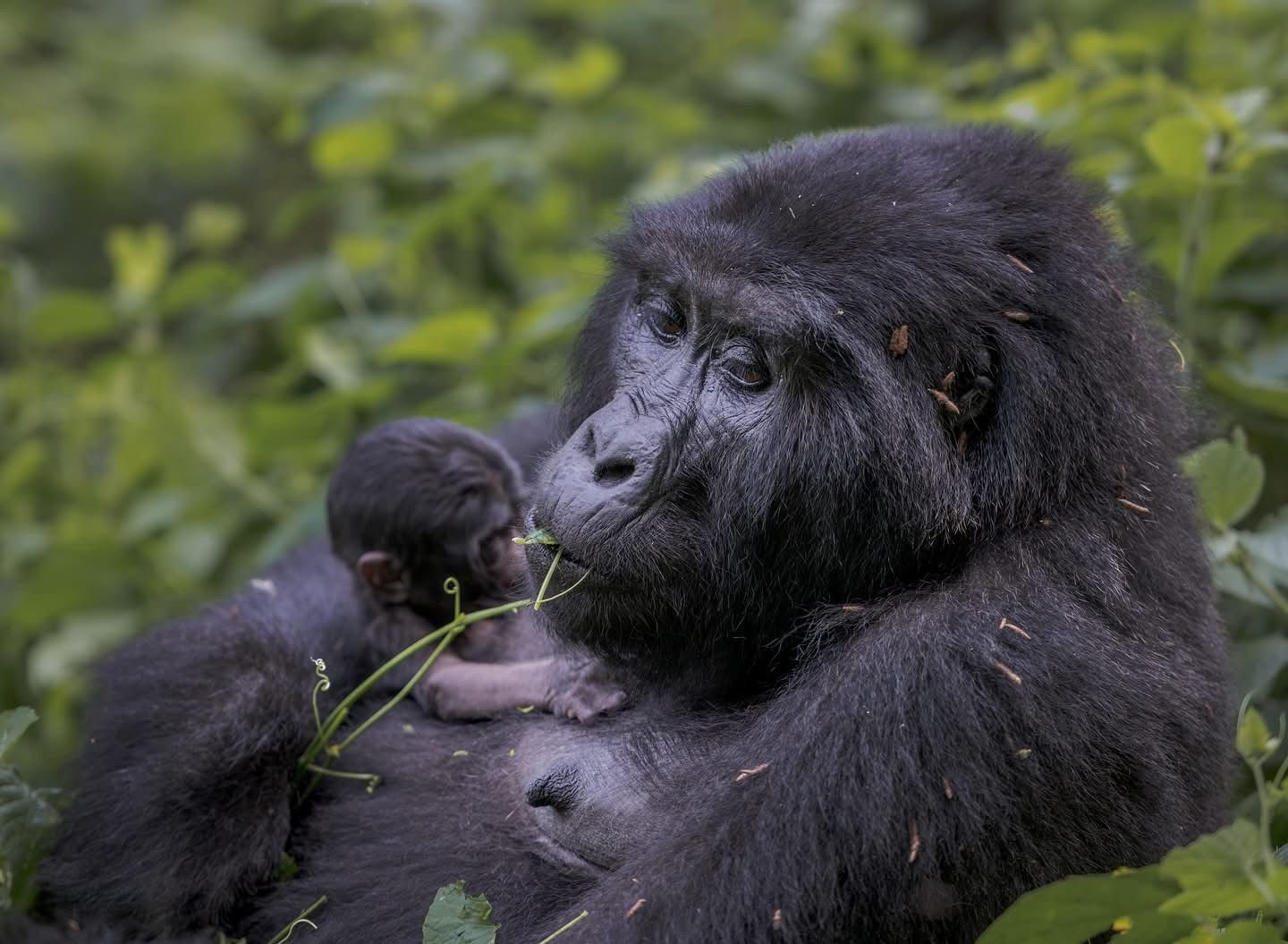 Mountain gorilla in Bwindi